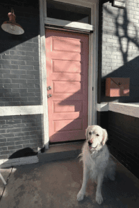 dog in front of pink door